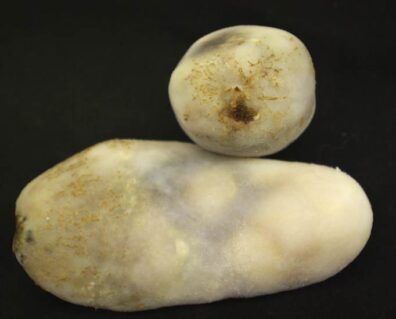 net necrosis(leaf roll-3)