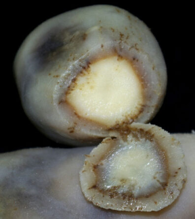 net necrosis(leaf roll-4)