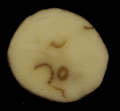 mop top virus infection on potato