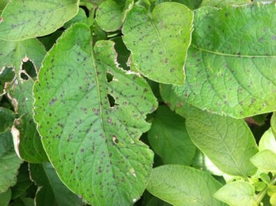 symptoms of Potato-ozone-injury