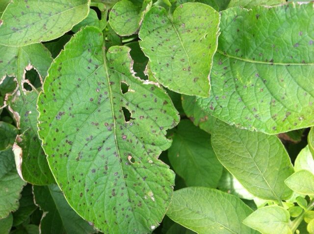 symptoms of Potato-ozone-injury