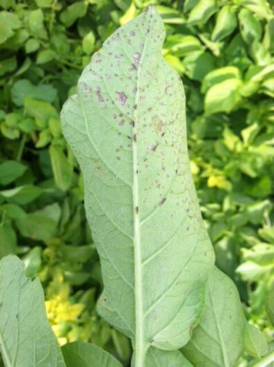 Potato-ozone-injury to potato crop