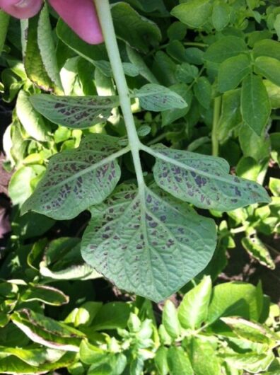 Potato-ozone-injury symptoms