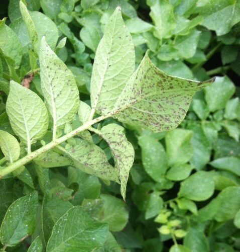 symptoms of ozone-injury on a potato plant