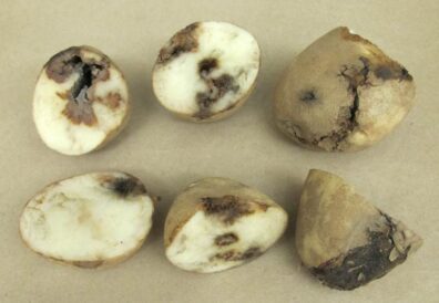 possible pink eye of potato