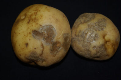 symptoms of pink eye on potato-1