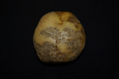 symptoms of pink eye on potato-2