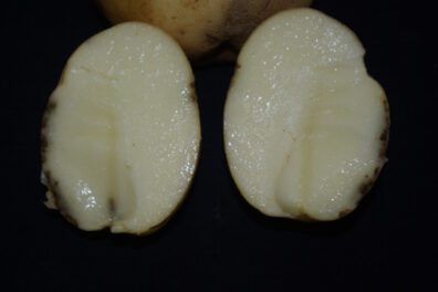 symptoms of pink eye on potato-3