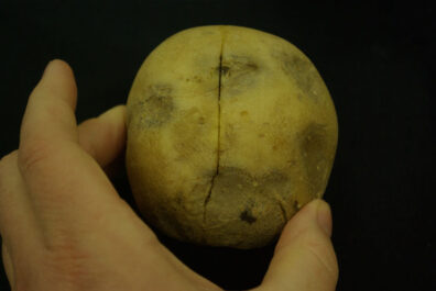 symptoms of pink eye on potato-4