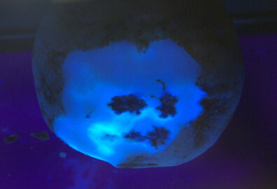 symptoms of pink eye on potato-6