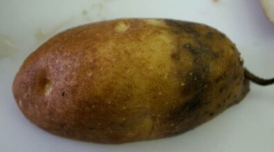 pink rot of potato