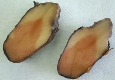 pink rot symptoms on potato-1