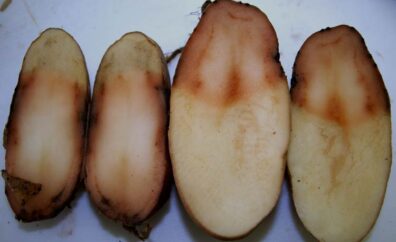 pink rot symptoms on potato-2