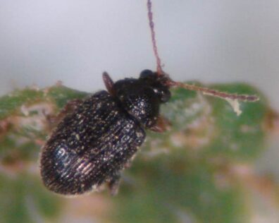 adult potato flea beetle