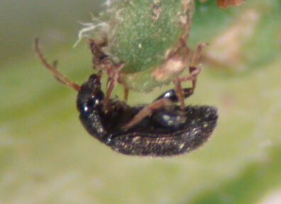 adult potato flea beetle showing enlarged hind legs