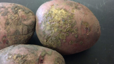 Powdery scab symptoms on potato