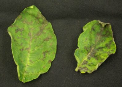 Tomato spotted wilt symptoms on potato