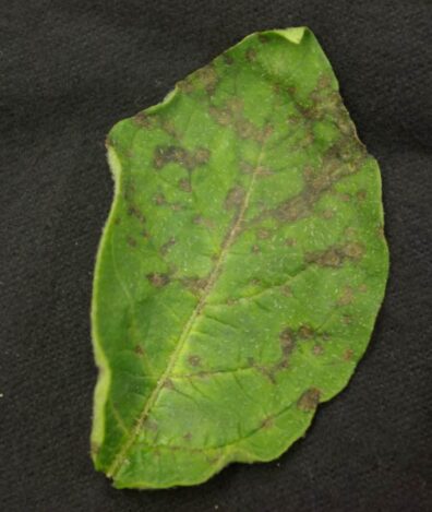 Tomato spotted wilt on potato