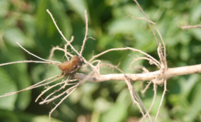 potato-toxic-seed-piece-syndrome symptoms