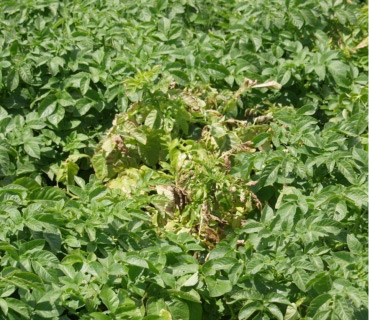 wilt symptoms on potato plants