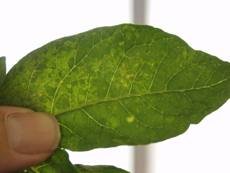 Corky ring spot on potato leaf