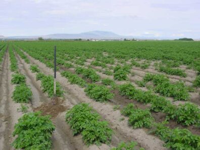 potato plants associated with feeding damage