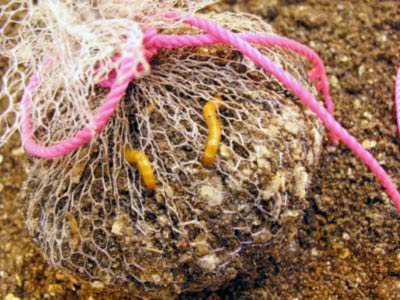 monitoring wireworm density