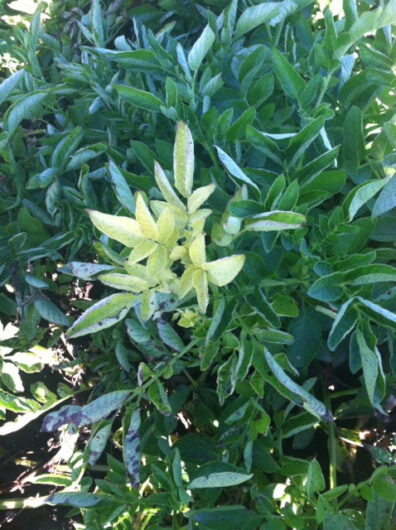 psyllid yellows on the potato plants