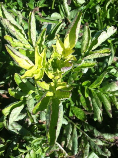 psyllids feeding on the plants