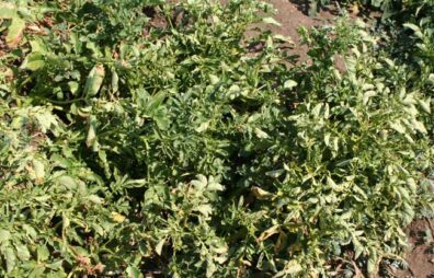 zebra chip symptoms on potato leaves