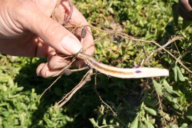 zebra chip symptoms on potato stem