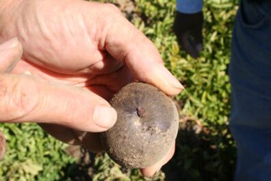 zebra chip symptoms on potato tuber exterior