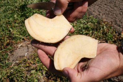 discolored potato caused by zebra chip