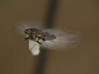 adult psyllid