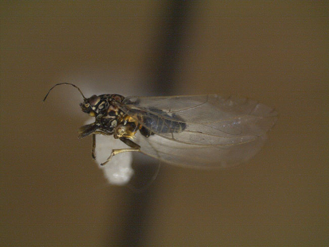 adult psyllid