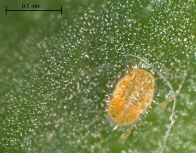 yellow psyllid nymph