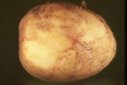 Late Blight symptoms on a potato