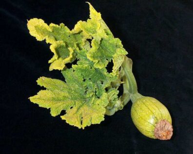 symptoms of curly top on pumpkin leaves-1