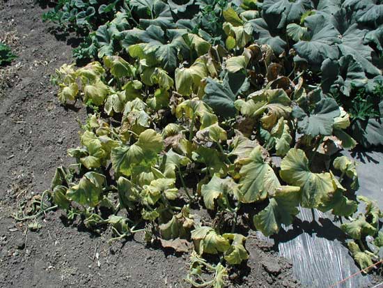 symptoms of curly top on pumpkin crop-2