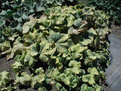 symptoms of curly top on pumpkin crop-3
