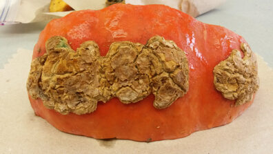 edema symptoms on pumpkin-2