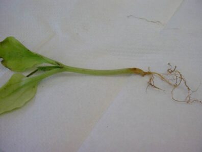 pyhthium root rot of pumpkin-2