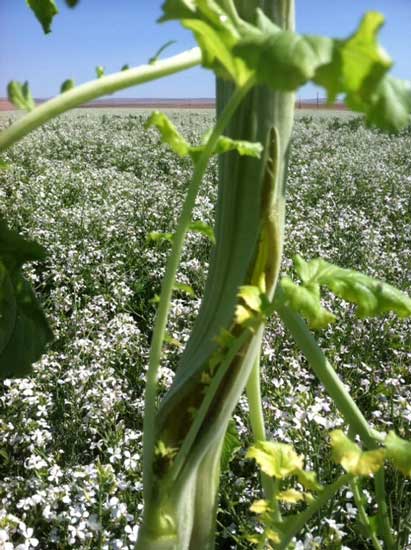 stem splitting symptoms