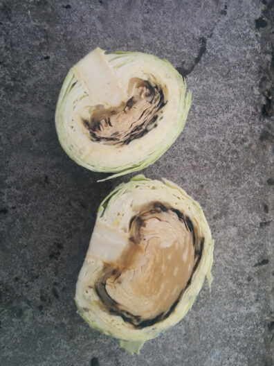 canola stem splitting