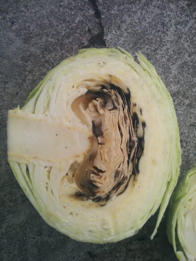 close up of canola stem splitting