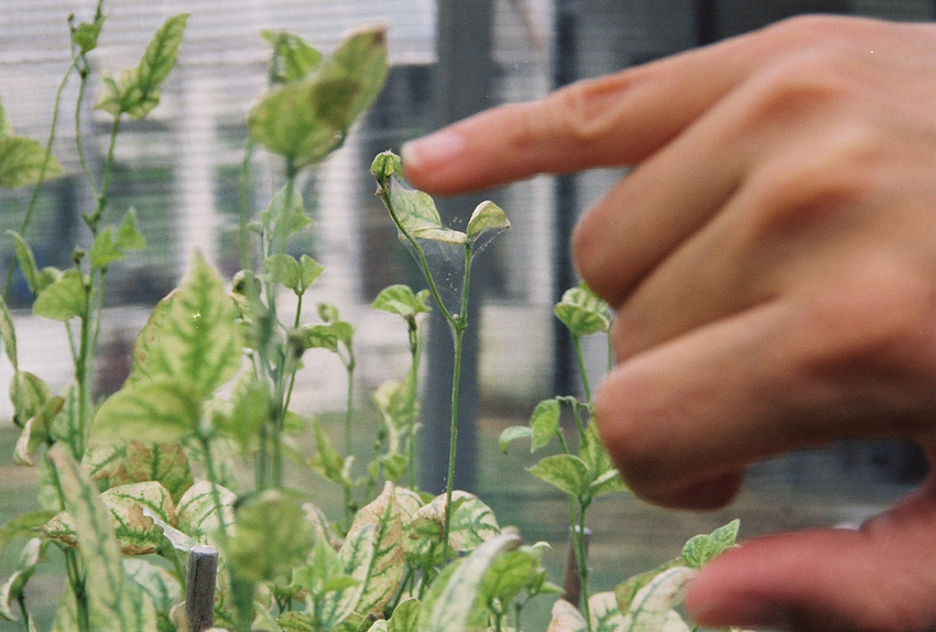 A colony of spider mites on snap beans-1