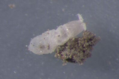 springtail extracted from soil in a spinach seed crop