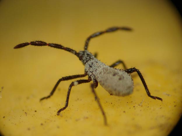 gray squash bug