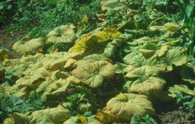 curly top symptoms on acorn squash leaves-5