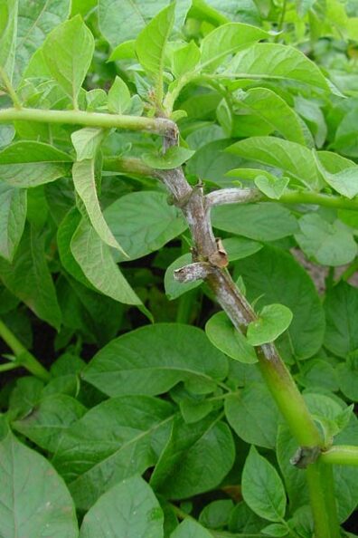 late blight stem sporulation on potato